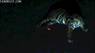 Caturday gif of a tiger playing with a red dot