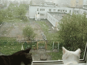 Caturday gif of romantic cats kissing in the snow