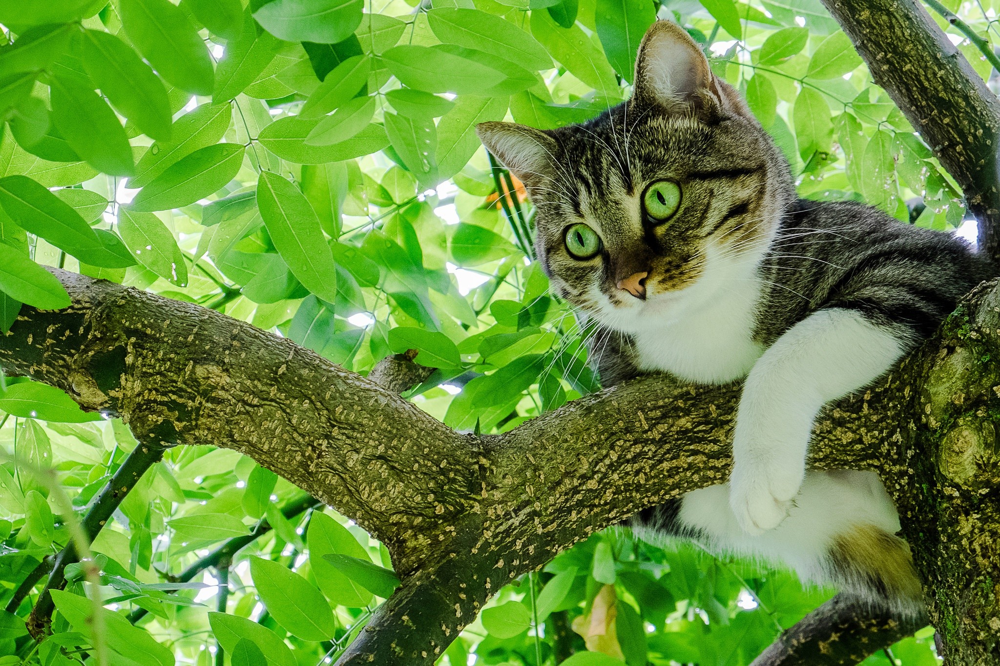 Caturday pic of a cat sitting on a tree branch