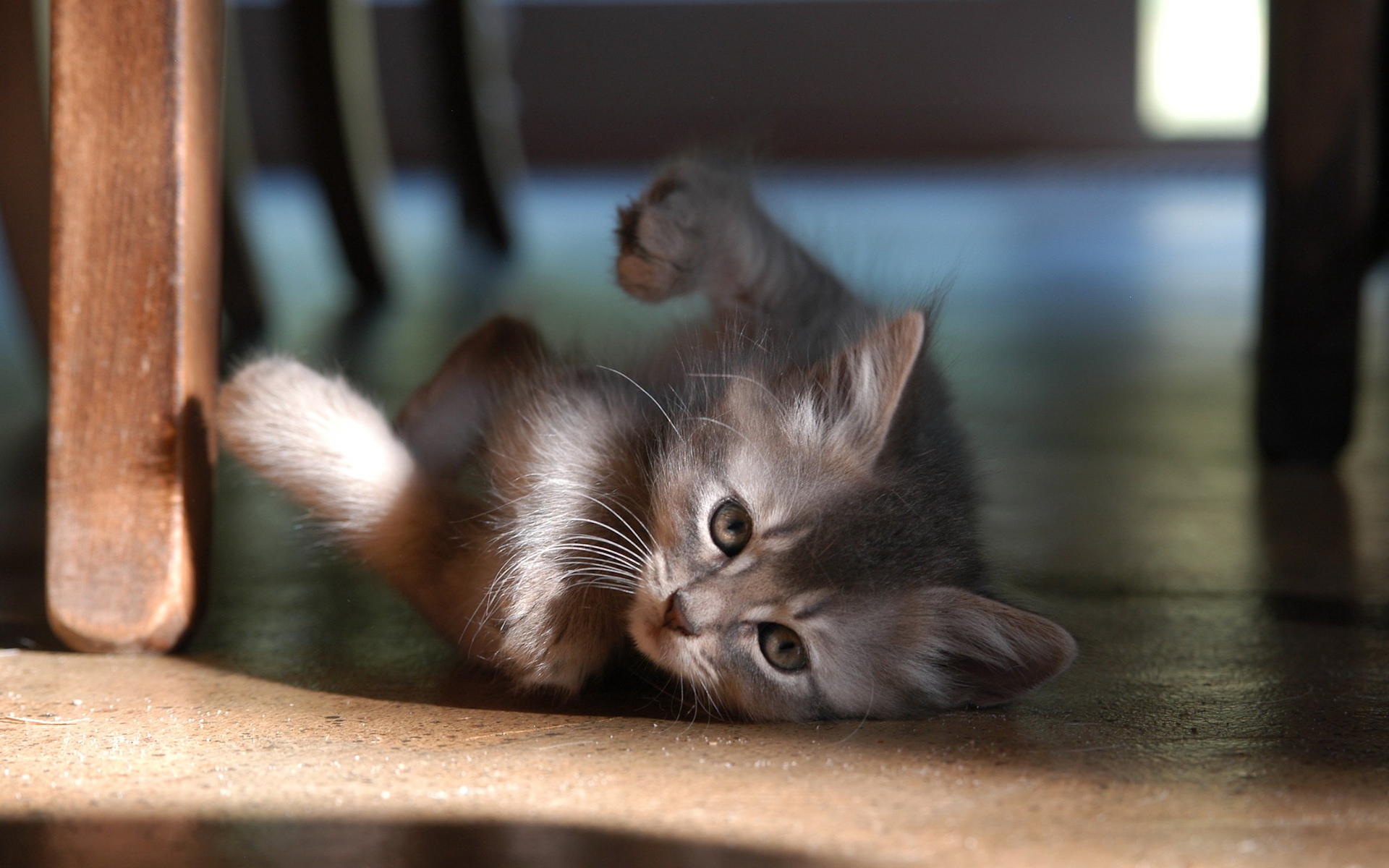 Caturday pic of a kitten rolling on its back