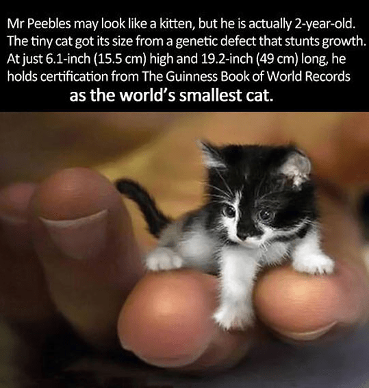 Caturday pic of the smallest cat in the world