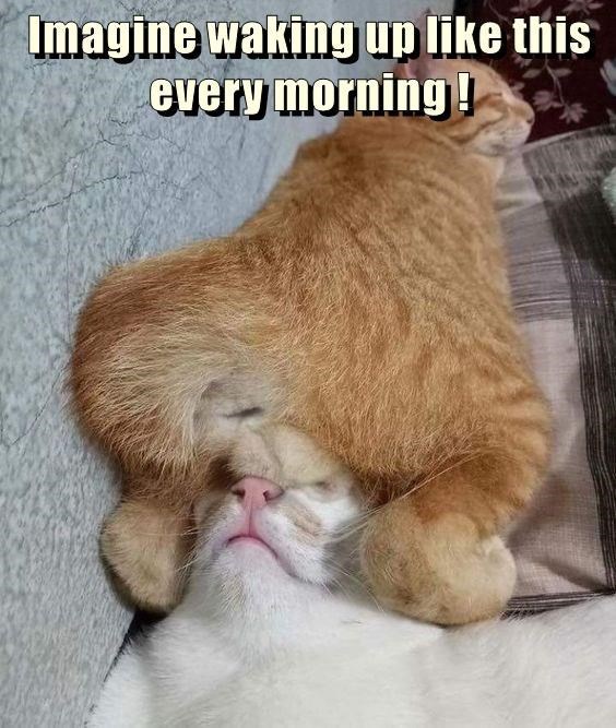 Caturday meme of a cat sleeping with another cat's groin on its face