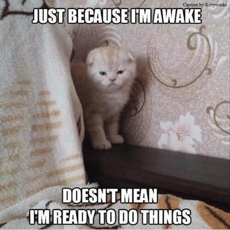 Caturday meme of a grumpy kitten that just woke up