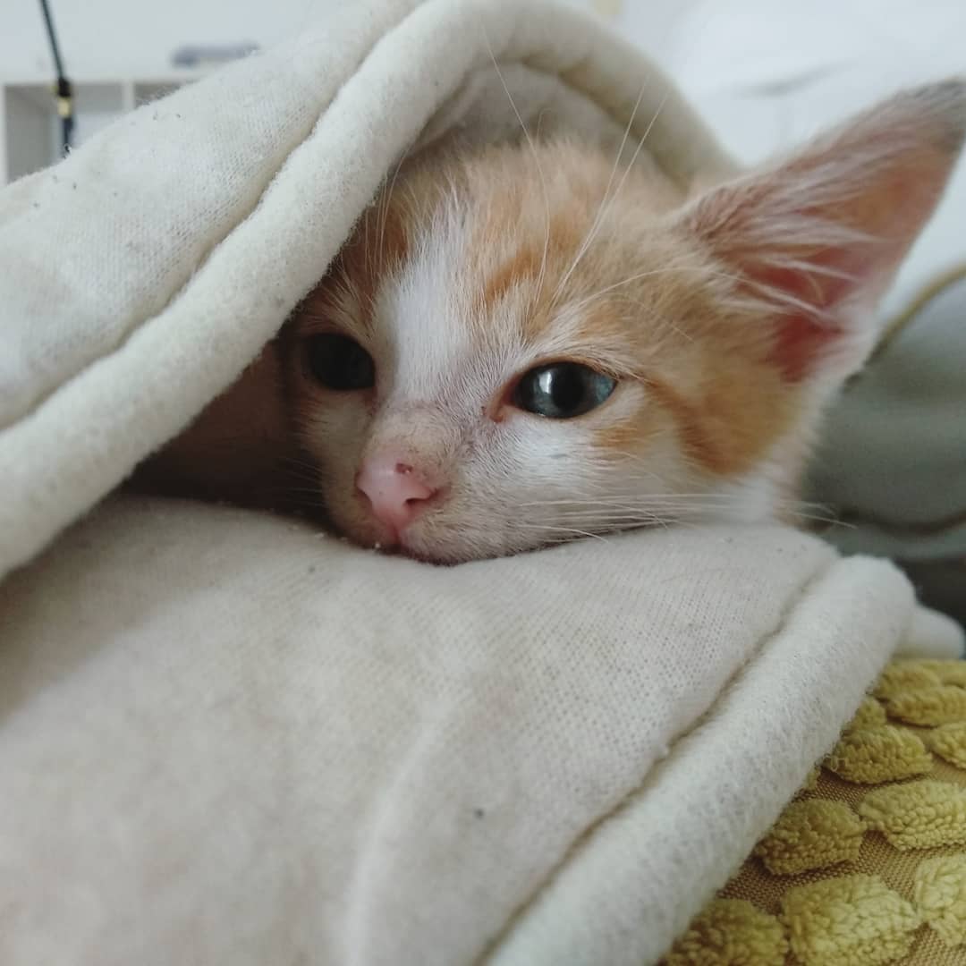 Caturday pic of a kitten under a blanket