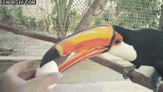 Moving Image Mayhem Animal Edition