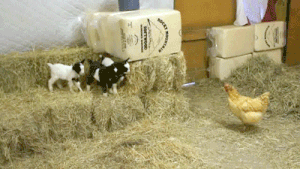 Moving Image Mayhem Animal Edition