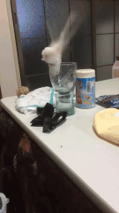 Moving Image Mayhem Animal Edition