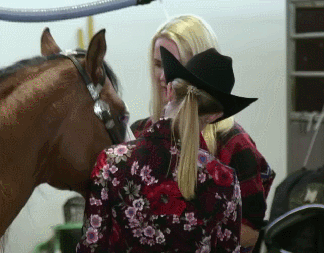 Moving Image Mayhem Animal Edition