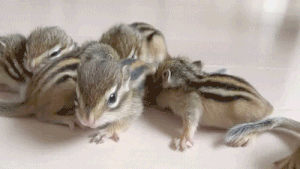 Moving Image Mayhem Animal Edition