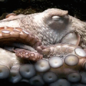 Moving Image Mayhem Animal Edition