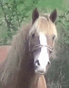 Moving Image Mayhem Animal Edition