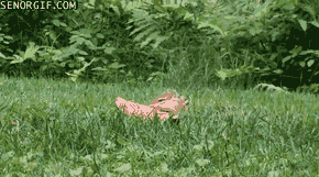 Moving Image Mayhem Animal Edition