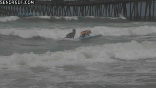 Moving Image Mayhem Animal Edition