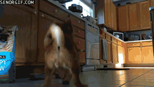 Moving Image Mayhem Animal Edition