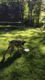 Moving Image Mayhem Animal Edition