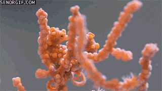 Moving Image Mayhem Animal Edition