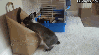 Moving Image Mayhem Animal Edition