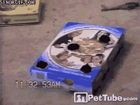 Moving Image Mayhem Animal Edition