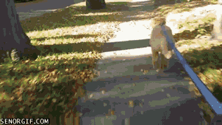 Moving Image Mayhem Animal Edition