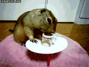 Moving Image Mayhem Animal Edition