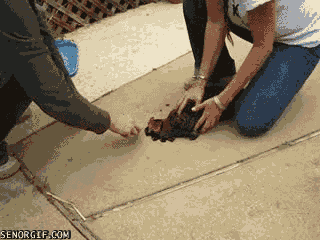 Moving Image Mayhem Animal Edition