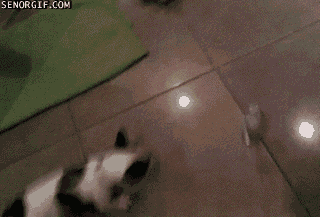 Moving Image Mayhem Animal Edition