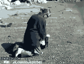 Moving Image Mayhem Animal Edition