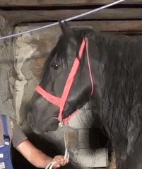 Moving Image Mayhem Animal Edition