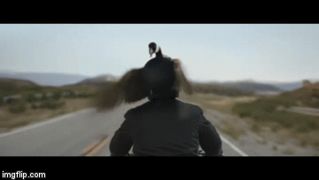 Moving Image Mayhem Animal Edition