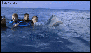 Moving Image Mayhem Animal Edition