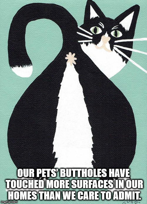 cat butt - Our Pets' Buttholes Have Touched More Surfaces In Our Homes Than We Care To Admit. imgflip.com