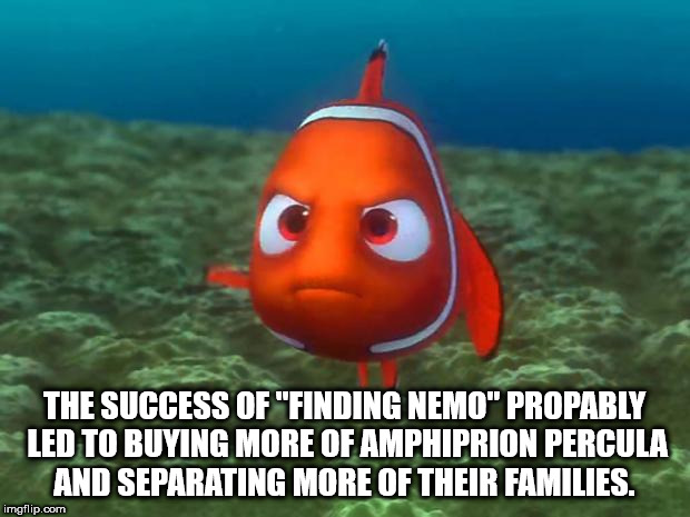 finding nemo - The Success Of "Finding Nemo" Propably Led To Buying More Of Amphiprion Percula And Separating More Of Their Families. imgflip.com