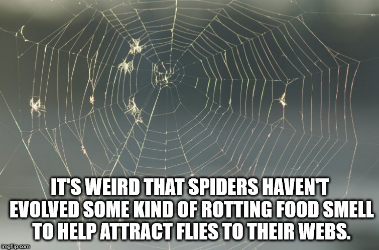 spider web - It'S Weird That Spiders Haven'T Evolved Some Kind Of Rotting Food Smell To Help Attract Flies To Their Webs. imgflip.com