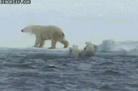 Moving Image Mayhem - Animal Edition