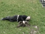 Moving Image Mayhem - Animal Edition