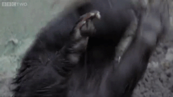 Moving Image Mayhem - Animal Edition