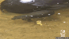 Moving Image Mayhem - Animal Edition