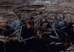 Moving Image Mayhem - Animal Edition