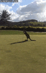 Moving Image Mayhem - Animal Edition