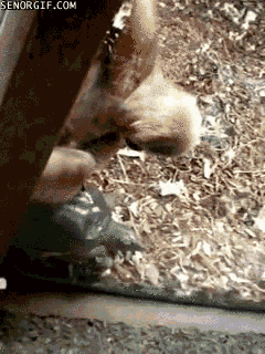 Moving Image Mayhem - Animal Edition