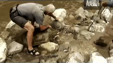 Moving Image Mayhem - Animal Edition