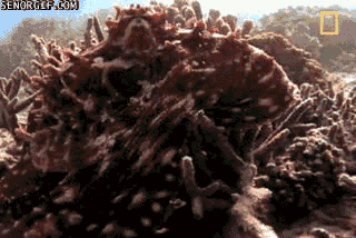 Moving Image Mayhem - Animal Edition