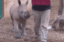 Moving Image Mayhem - Animal Edition