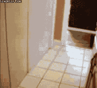 Moving Image Mayhem - Animal Edition