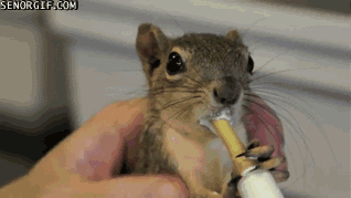 Moving Image Mayhem - Animal Edition