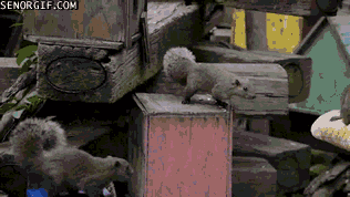 Moving Image Mayhem - Animal Edition