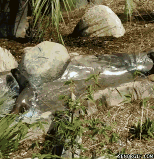 Moving Image Mayhem - Animal Edition