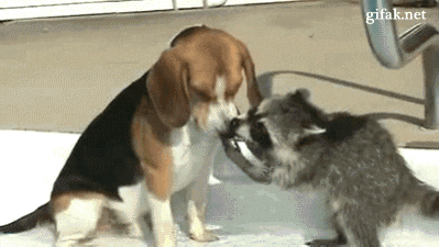 Moving Image Mayhem - Animal Edition