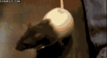 Moving Image Mayhem - Animal Edition