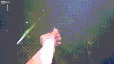 Moving Image Mayhem - Animal Edition